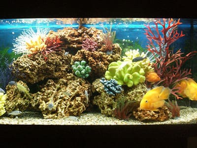 Live rock hot sale aquarium