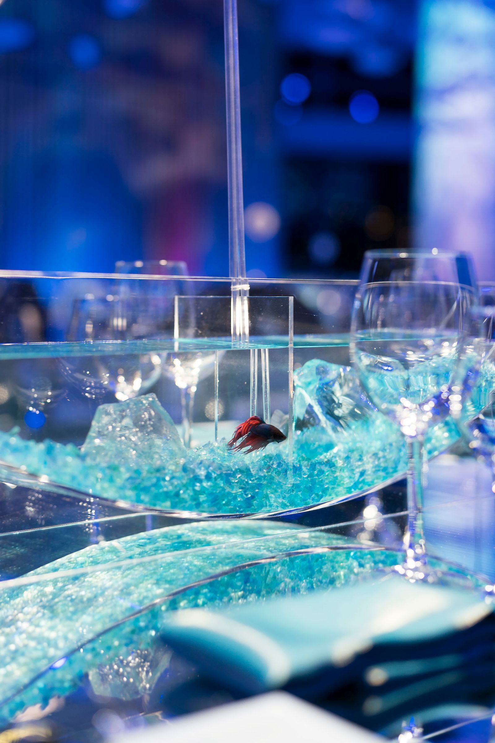 custom-tabletop-aquariums-Aqua Custom Fish Tanks
