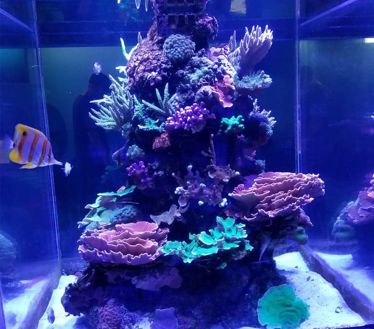 Commercial Aquarium Displays NY, NJ, PA Jenkinson's Aquarium