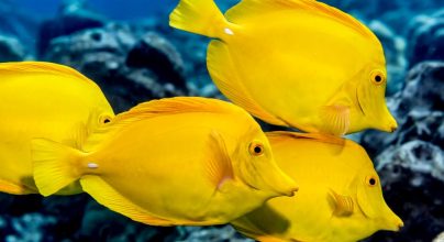 Conserving-our-reefs-Yellow-Tangs