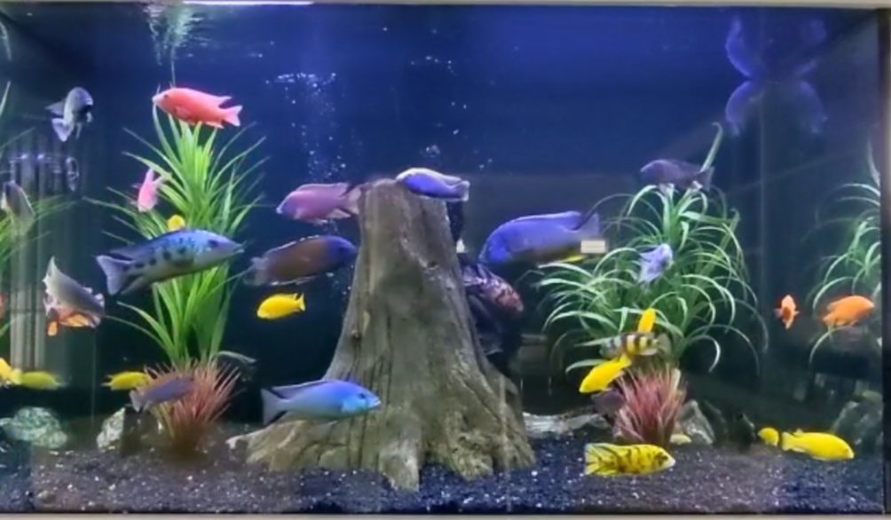 African Cichlid fish tank loaded with peacocks -by Aqua Creations