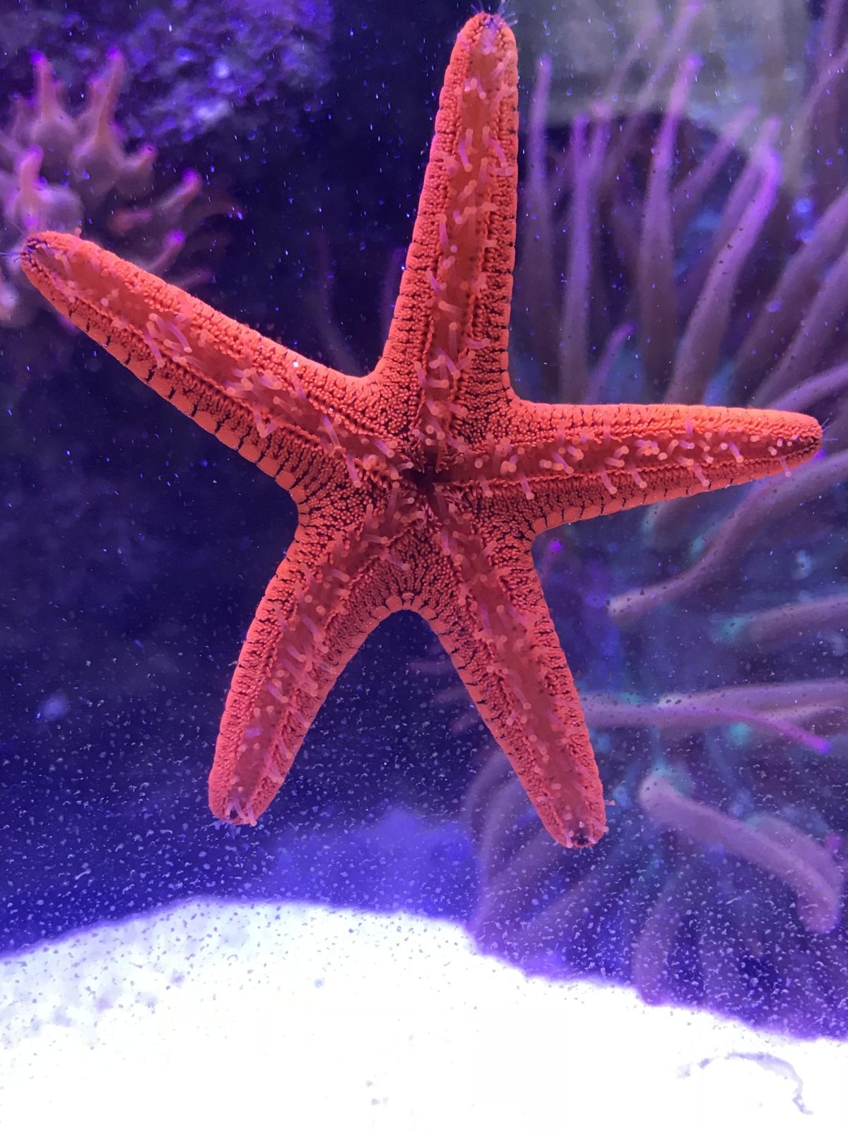 Orange starfish - aqua creations