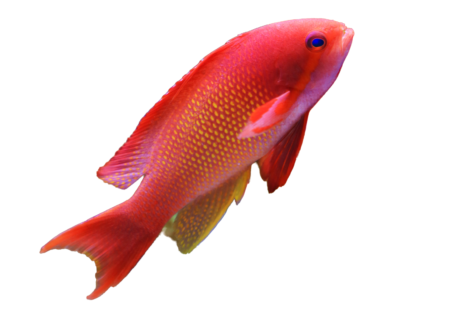 Saltwater Aquariums | Aqua Custom Fish Tanks