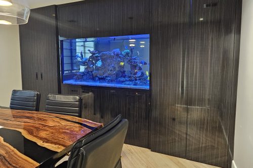 Office coral reef fish tank in built in wall unit