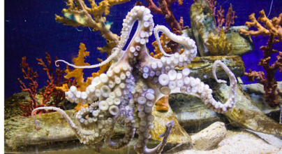 Discover all you need to know about buying an octopus for an aquarium with Aqua Creations